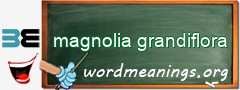 WordMeaning blackboard for magnolia grandiflora